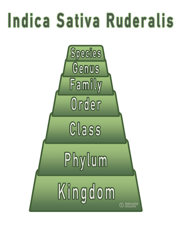 Medical Cannabis Varieties