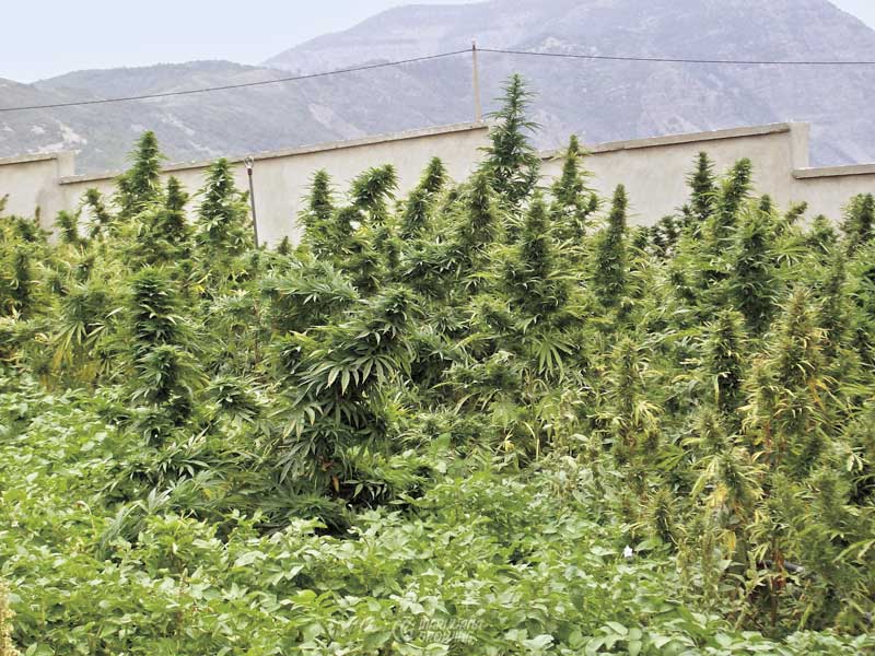 Floración del Cannabis Marijuana Growing
