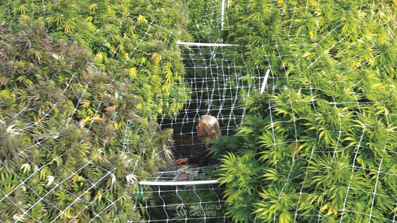 Cannabis Harvest
