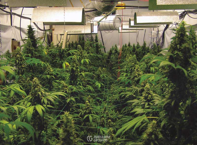 grow cannabis indoors