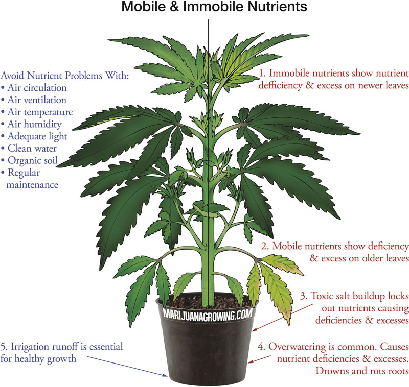 best cannabis nutrients