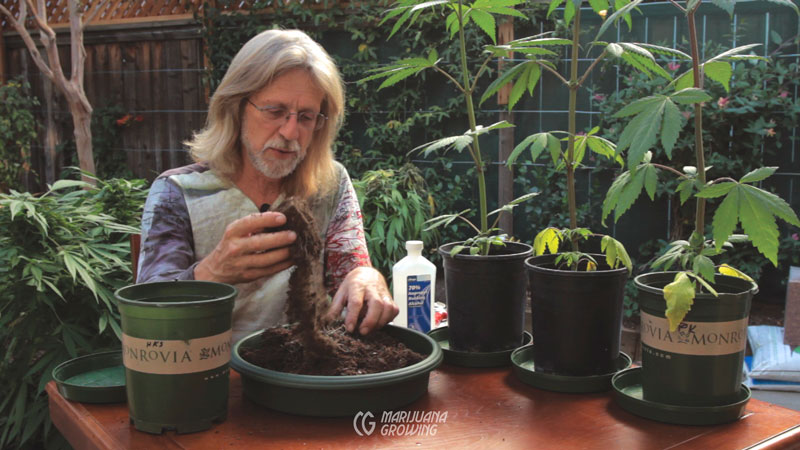 Cultivo exterior oculto de cannabis