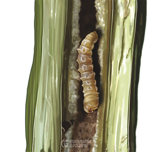 Silverfish & Grey Fish Trap Non-toxic Sticky Disposable for Indoor use  Catcher