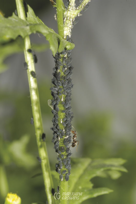 Comprehensive Guide to Cannabis Diseases and Pests: Identification,  Prevention, and Treatment