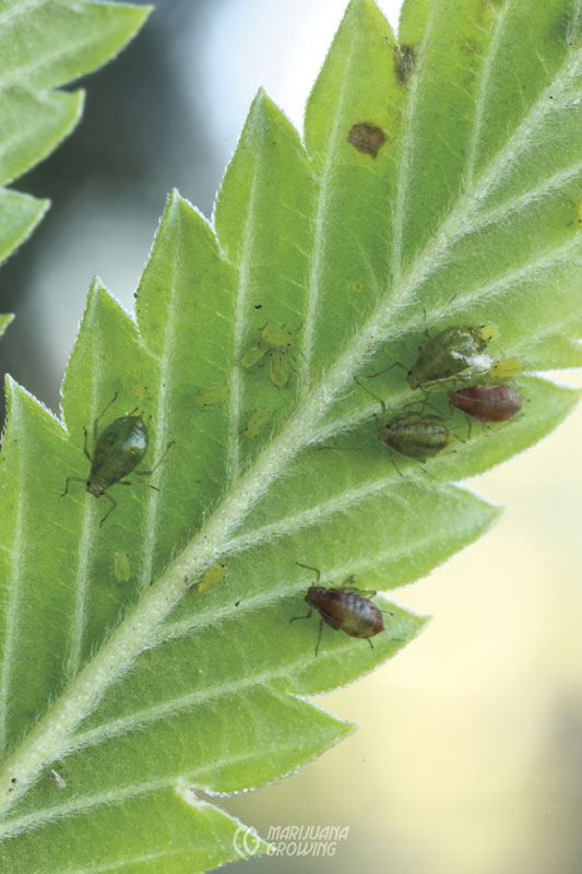 Aceite de Neem 20 Litros Para Plantas, Aceite de Neem Puro - Prensado en  Frío, Cochinilla Algodonosa, Mosca Blanca, Pulgones, Araña Roja, Huerto y  Jardín, Sustituto Insecticida