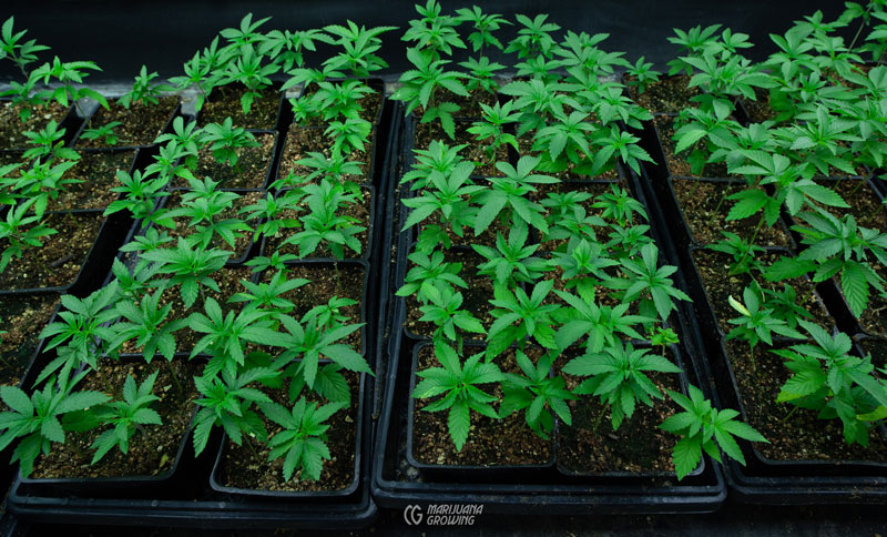 semillas y plántulas de cannabis