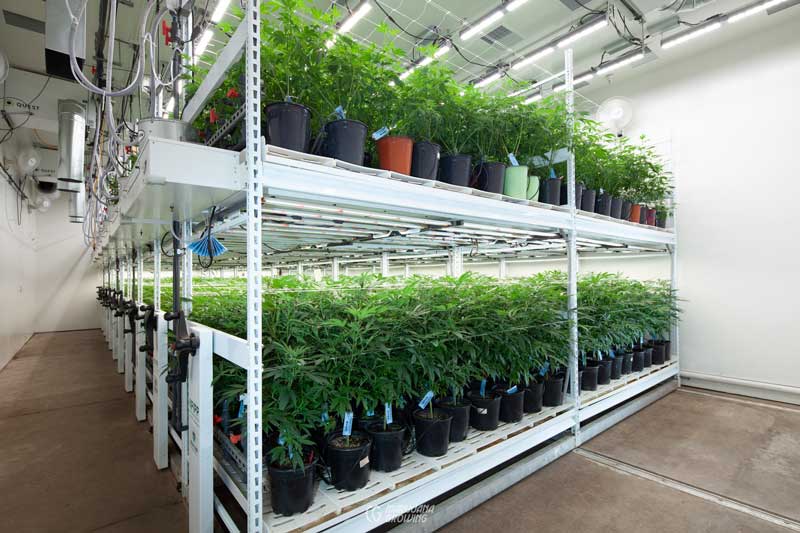 planificar el jardín de cannabis