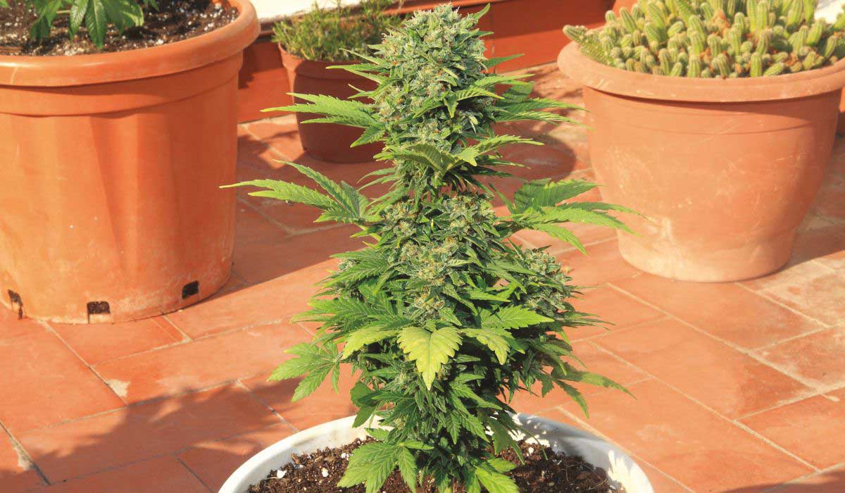 Growing cannabis at home: Jorge's tips for cultivating your own weed.