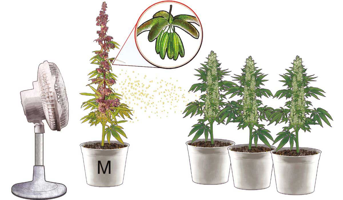 Pollination in action: A fan aids in transferring pollen from male to female cannabis plants, showcasing nature's reproductive dance.