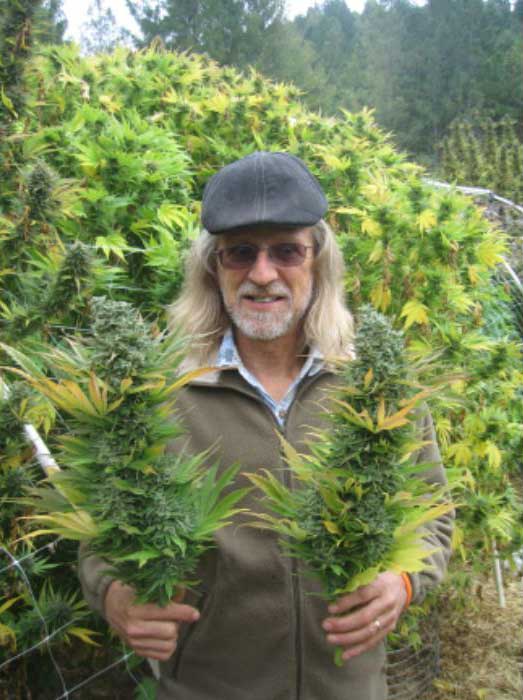 Navigating the flowering stage: From budding to harvest in cannabis cultivation.
