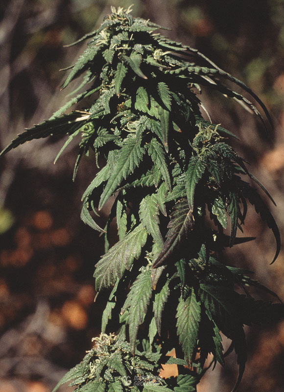 Semillas de cannabis semillas de marihuana semillas secas para plantar  aisladas sobre fondo blanco