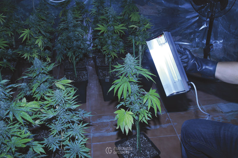 cannabis lights