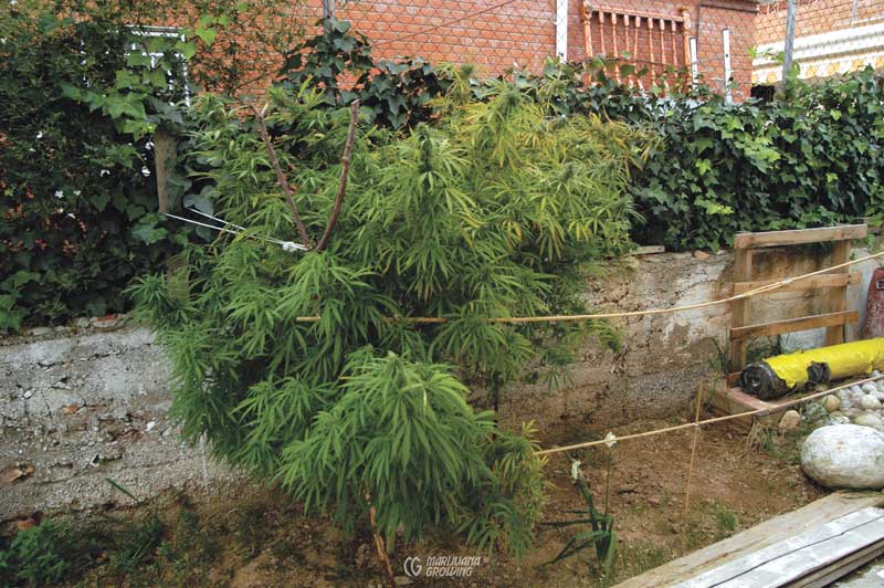 Plante las plántulas en pequeñas macetas de plástico en invernadero. venta  de plantas, plantones y flores para jardinería doméstica.