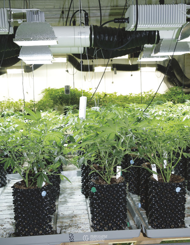 Lámparas LED para cultivo: la solución para que las plantas de interior  crezcan fuertes y sanas, Escaparate: compras y ofertas